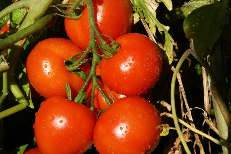 benefícios do tomate