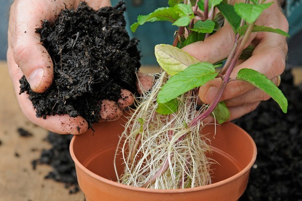 como plantar hortelã em casa