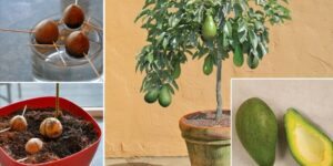 como plantar abacate