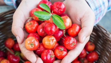 como plantar acerola em casa