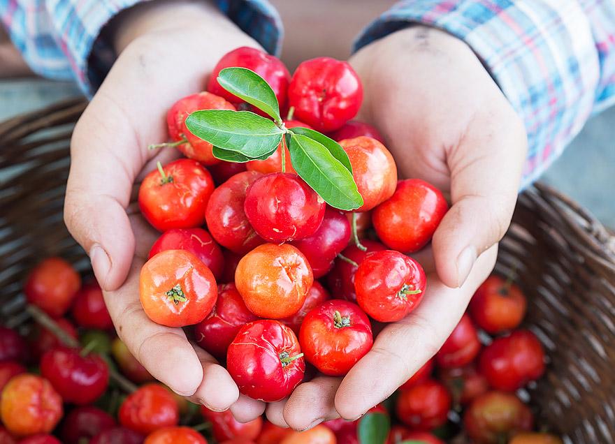 como plantar acerola em casa