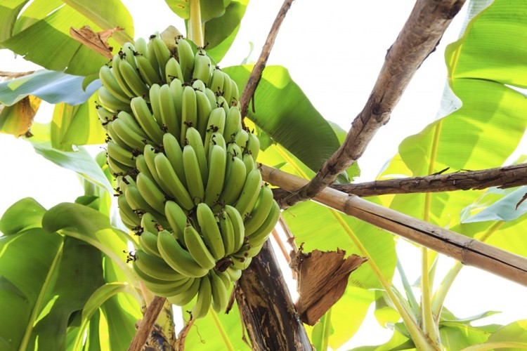 Como Plantar Banana