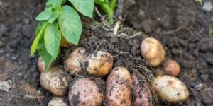 como plantar batata