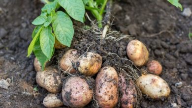 como plantar batata