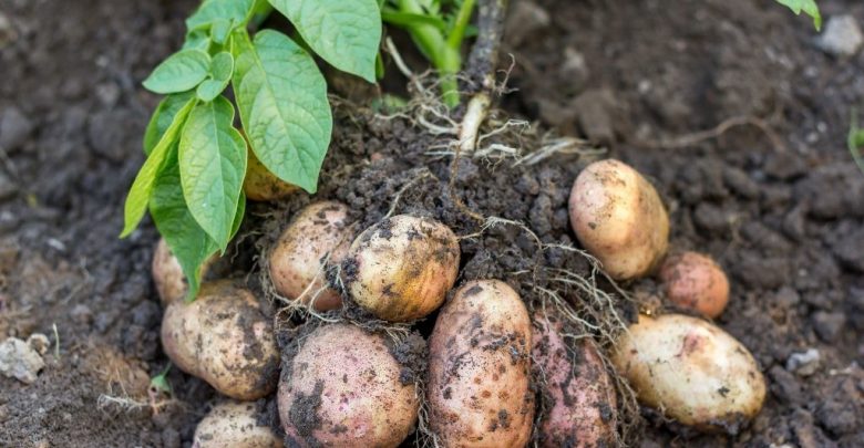 como plantar batata