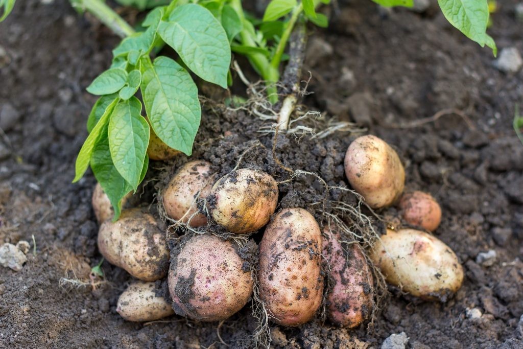 como plantar batata