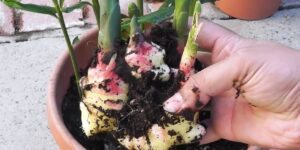 como plantar gengibre em casa