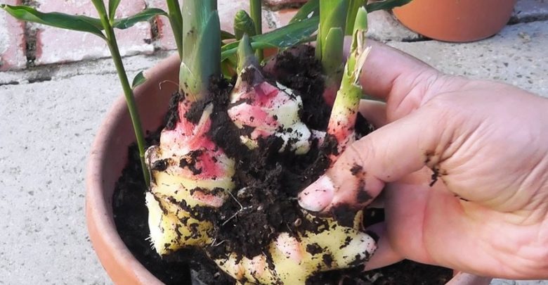 como plantar gengibre em casa