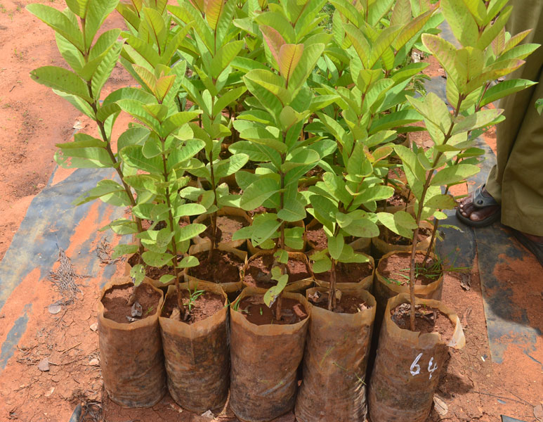 como plantar goiaba em casa