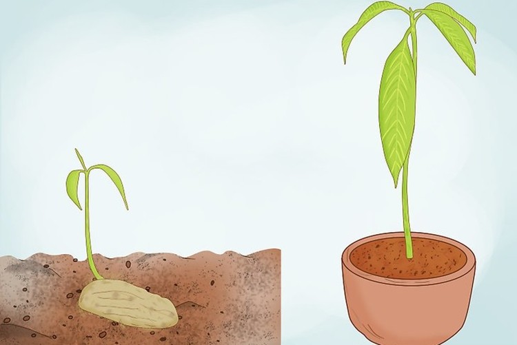 como plantar manga