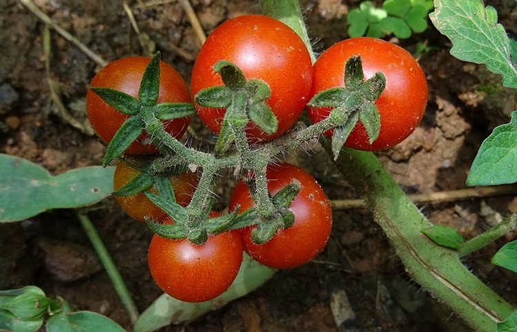 como plantar tomate