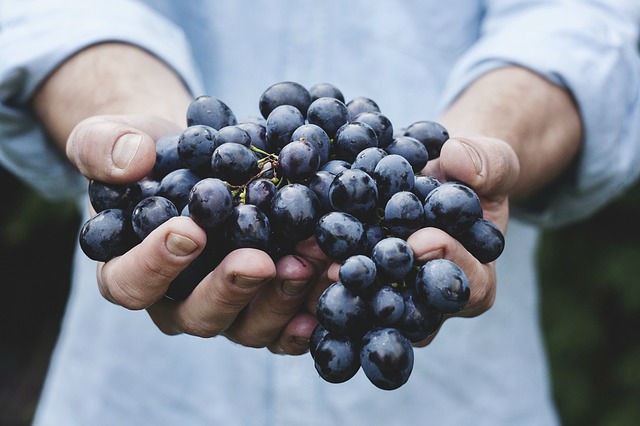 Como Plantar Uvas