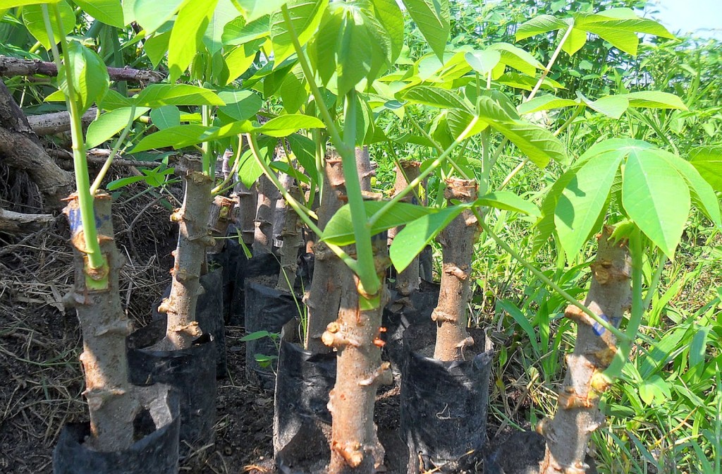 como se planta mandioca