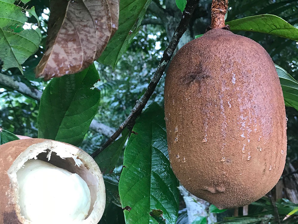 Usos Medicinais do Cupuaçu