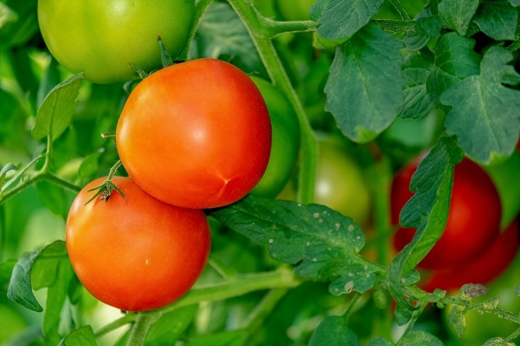 efeitos colaterais do tomate