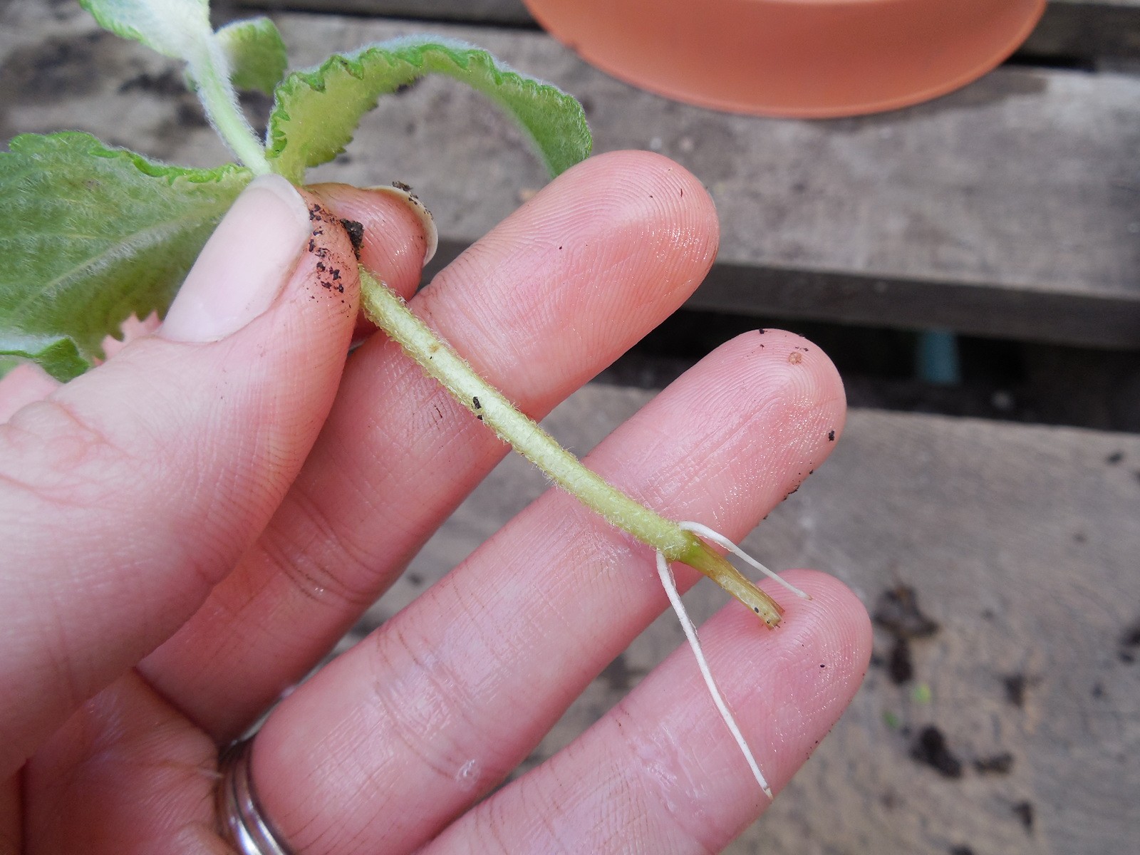 Como Plantar Hortelã em Casa