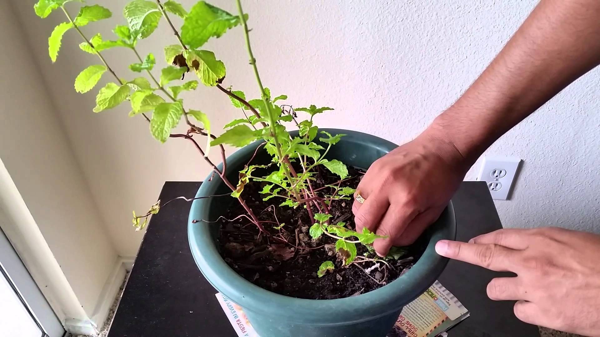 Como Plantar hortelã em casa
