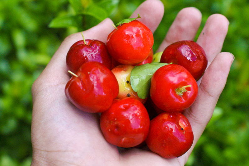 plantar acerola