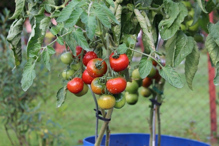 plantar tomate em casa