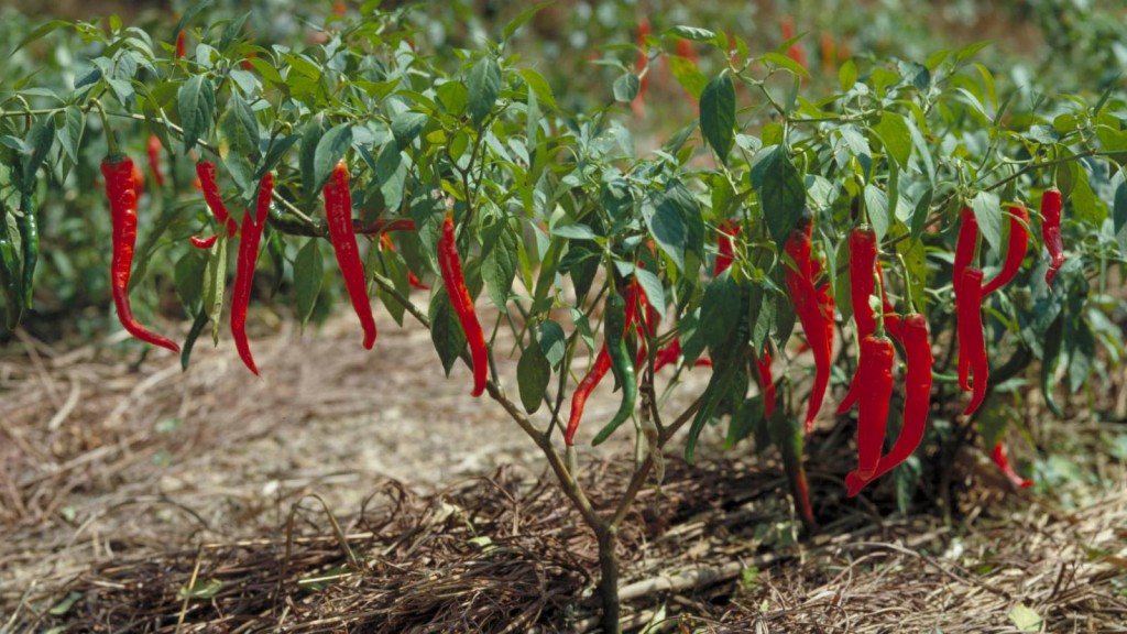 plantação de pimenta malagueta