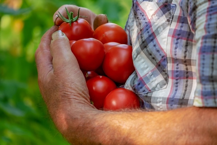 tipos de tomate