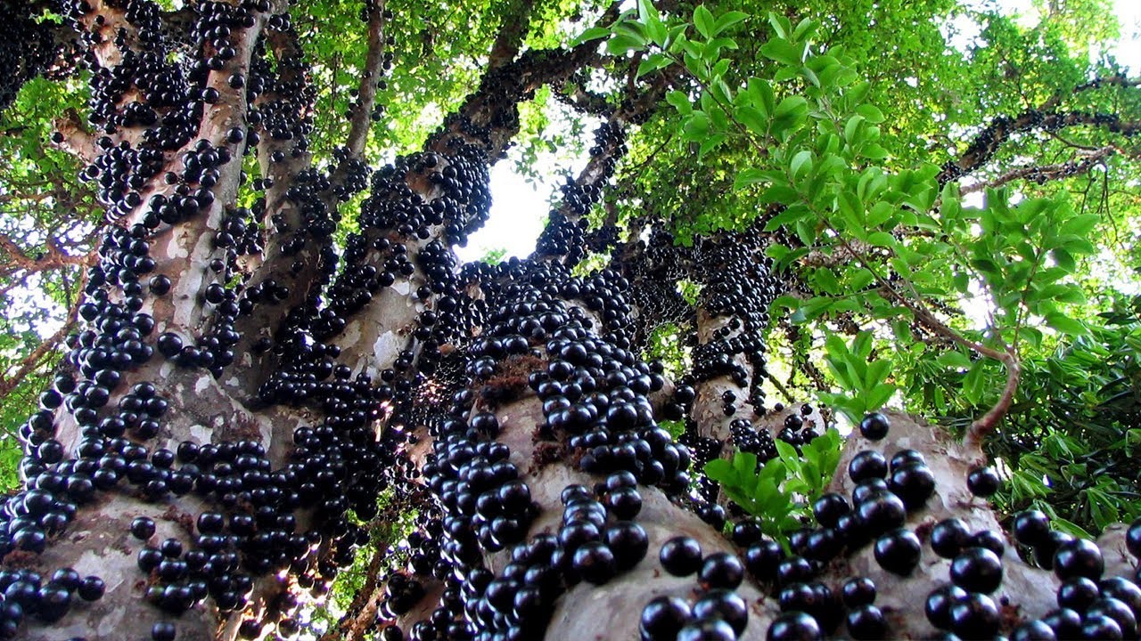 Como Plantar Jabuticaba 