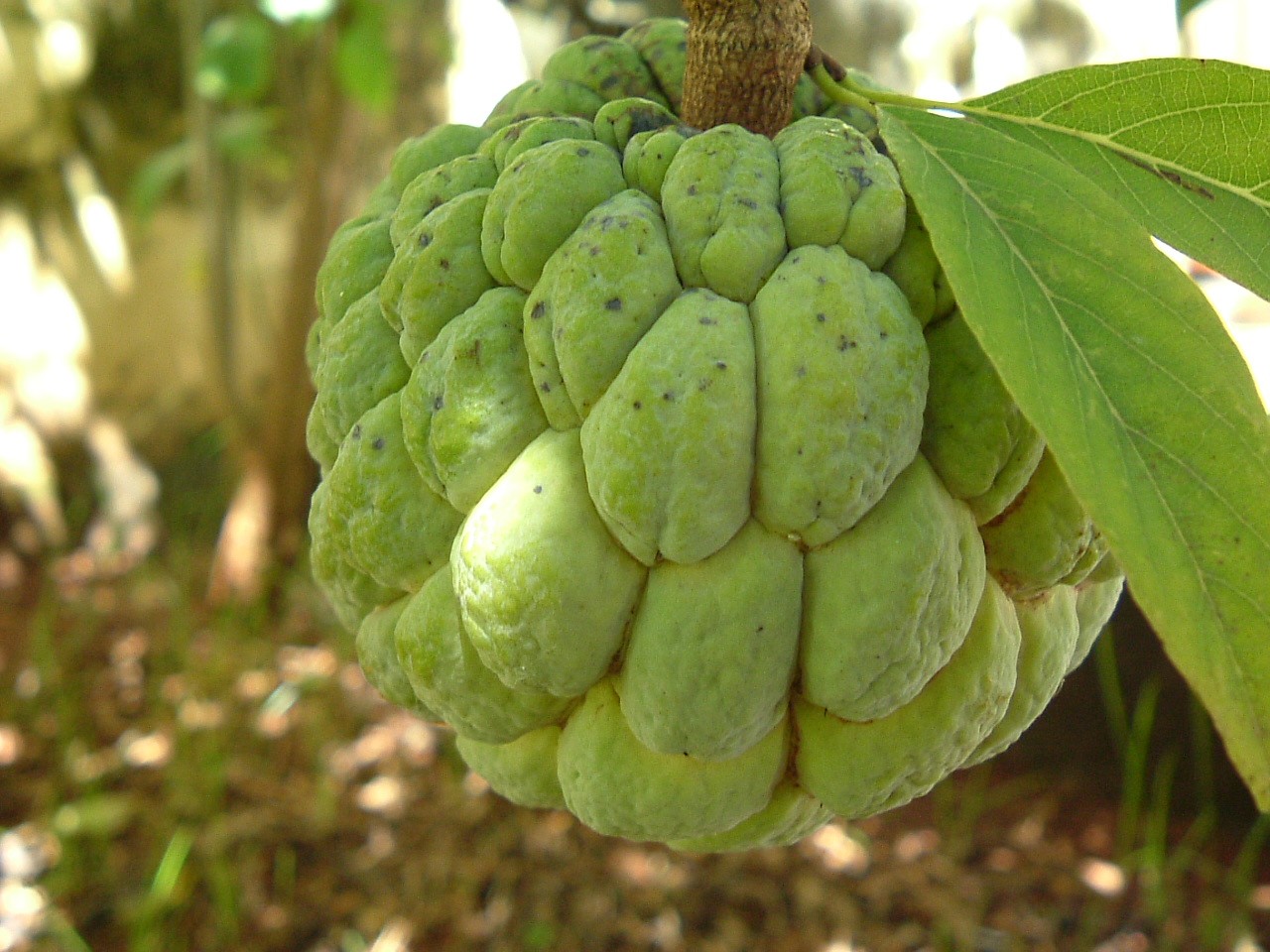 Como Plantar Fruta do Conde