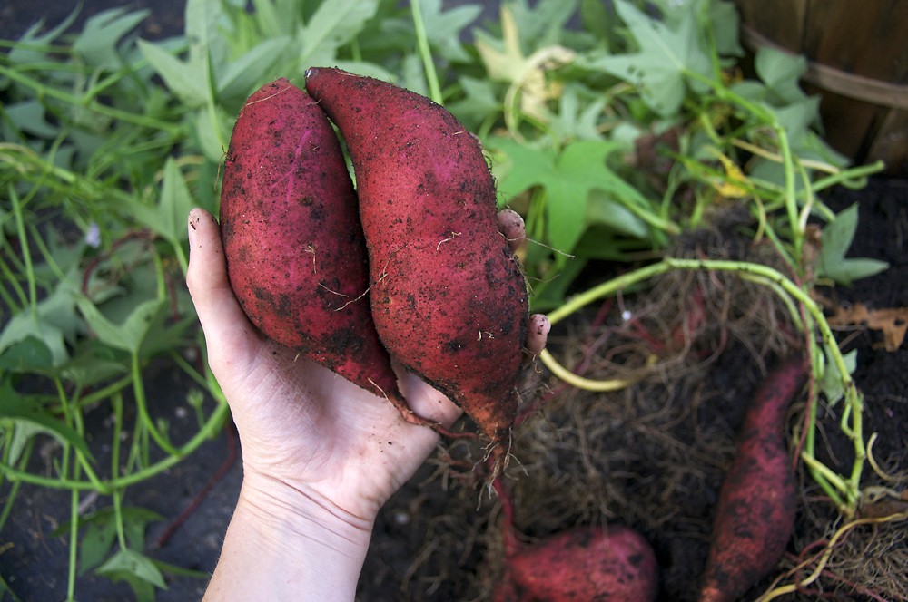 Benefícios da Batata Doce