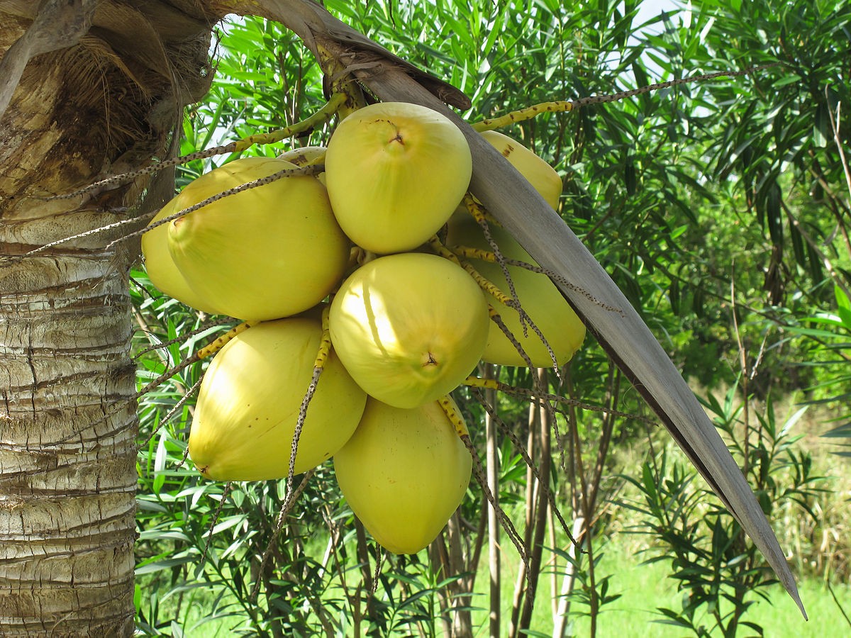 benefícios do coco