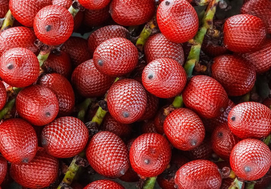 Como Plantar Buriti