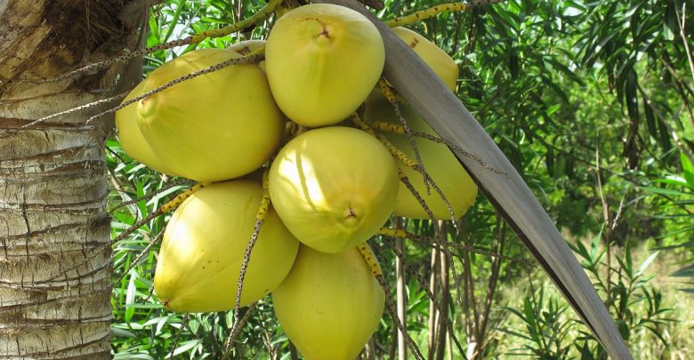 benefícios do coco