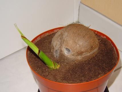 Como Plantar coco