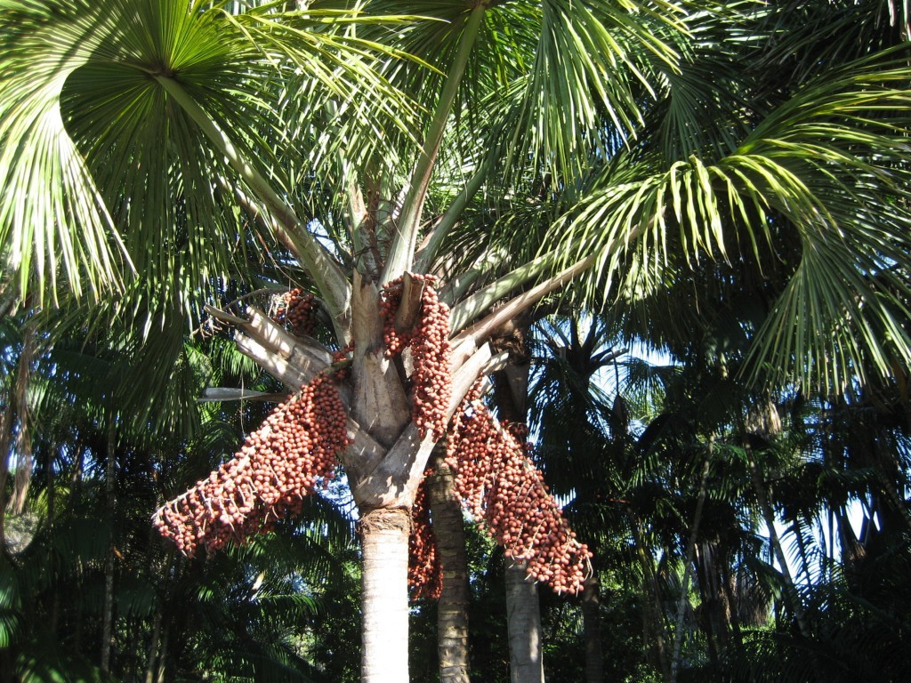 Como Plantar Buriti