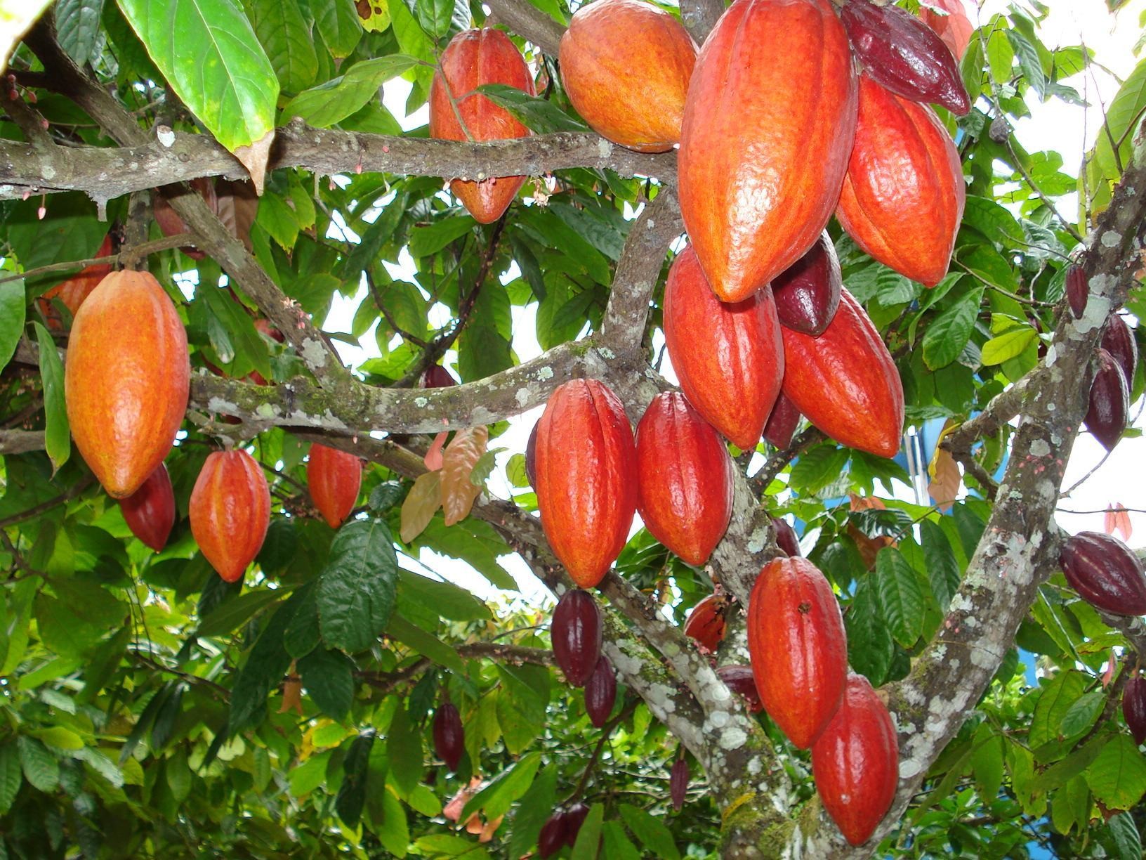 Como Plantar Cacau 