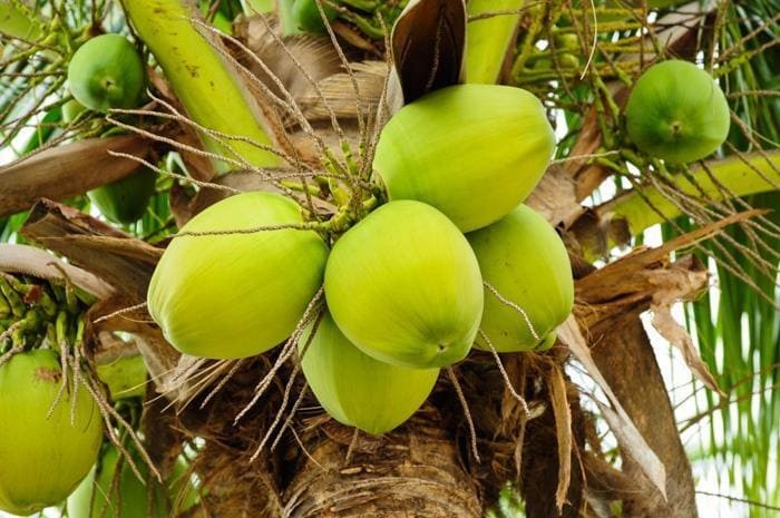 Como Plantar coco