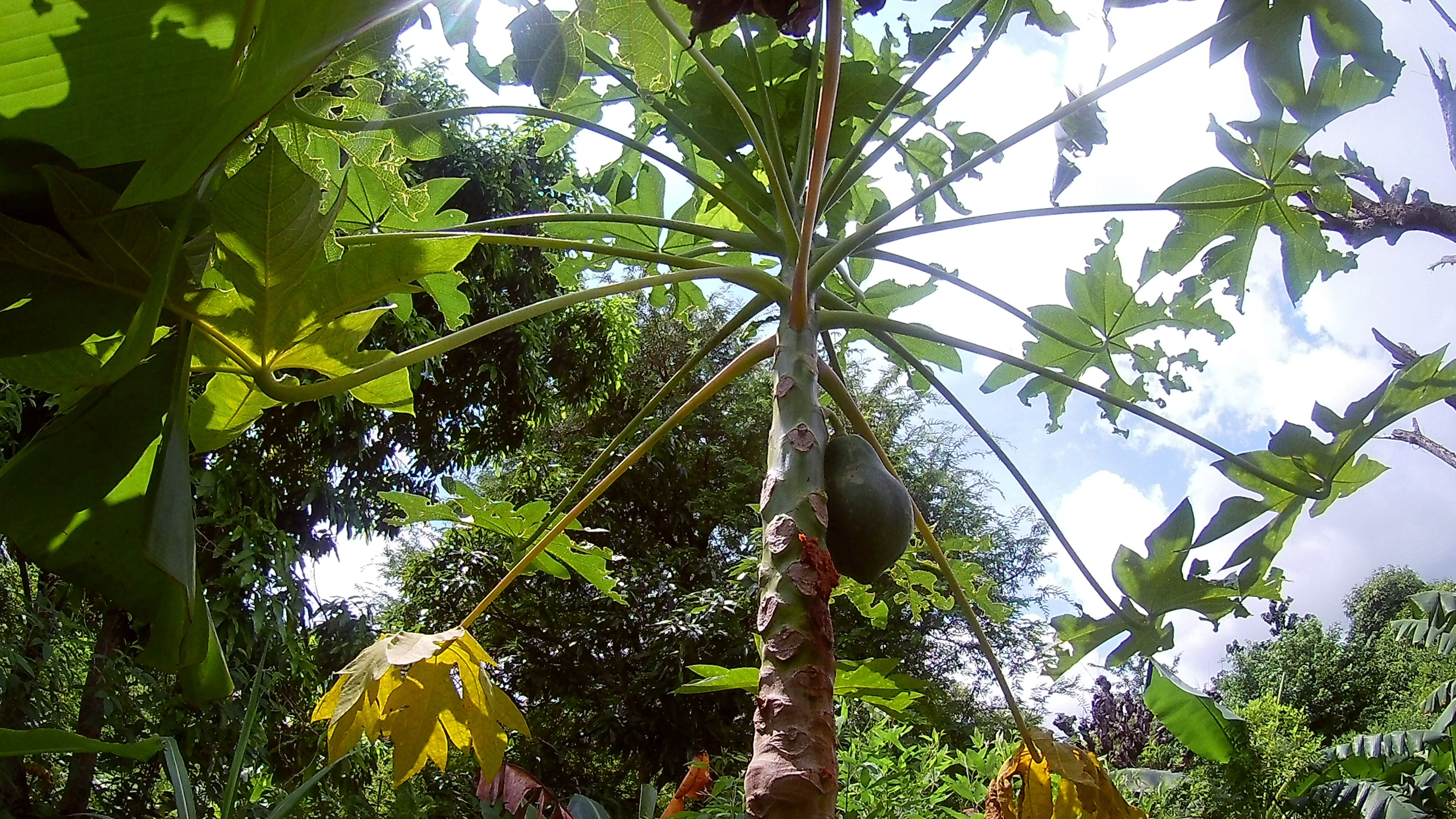 Como Plantar Mamão 