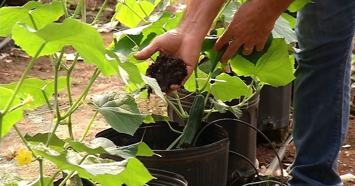Como Plantar Pepino