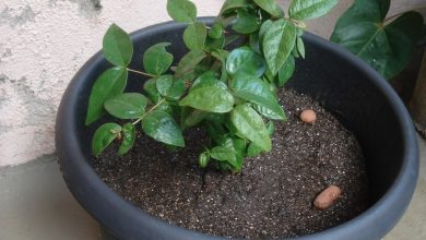 como plantar pitanga