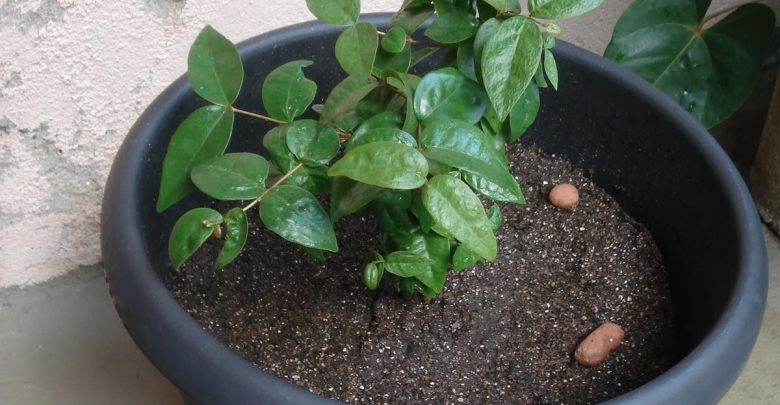 como plantar pitanga
