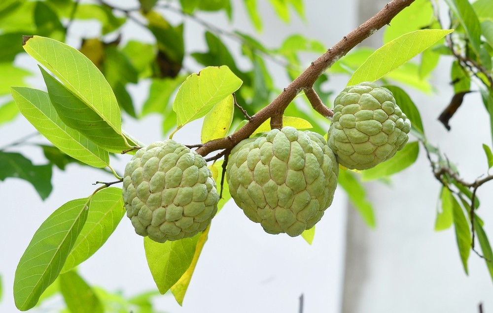 Benefícios da Fruta do Conde