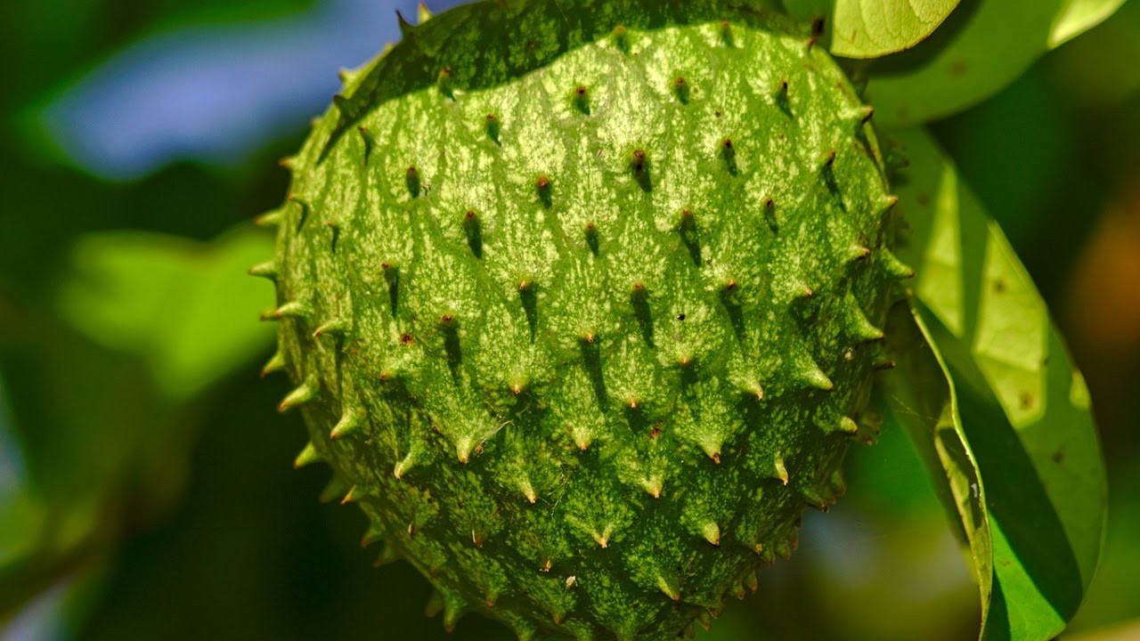 Como Plantar Graviola 