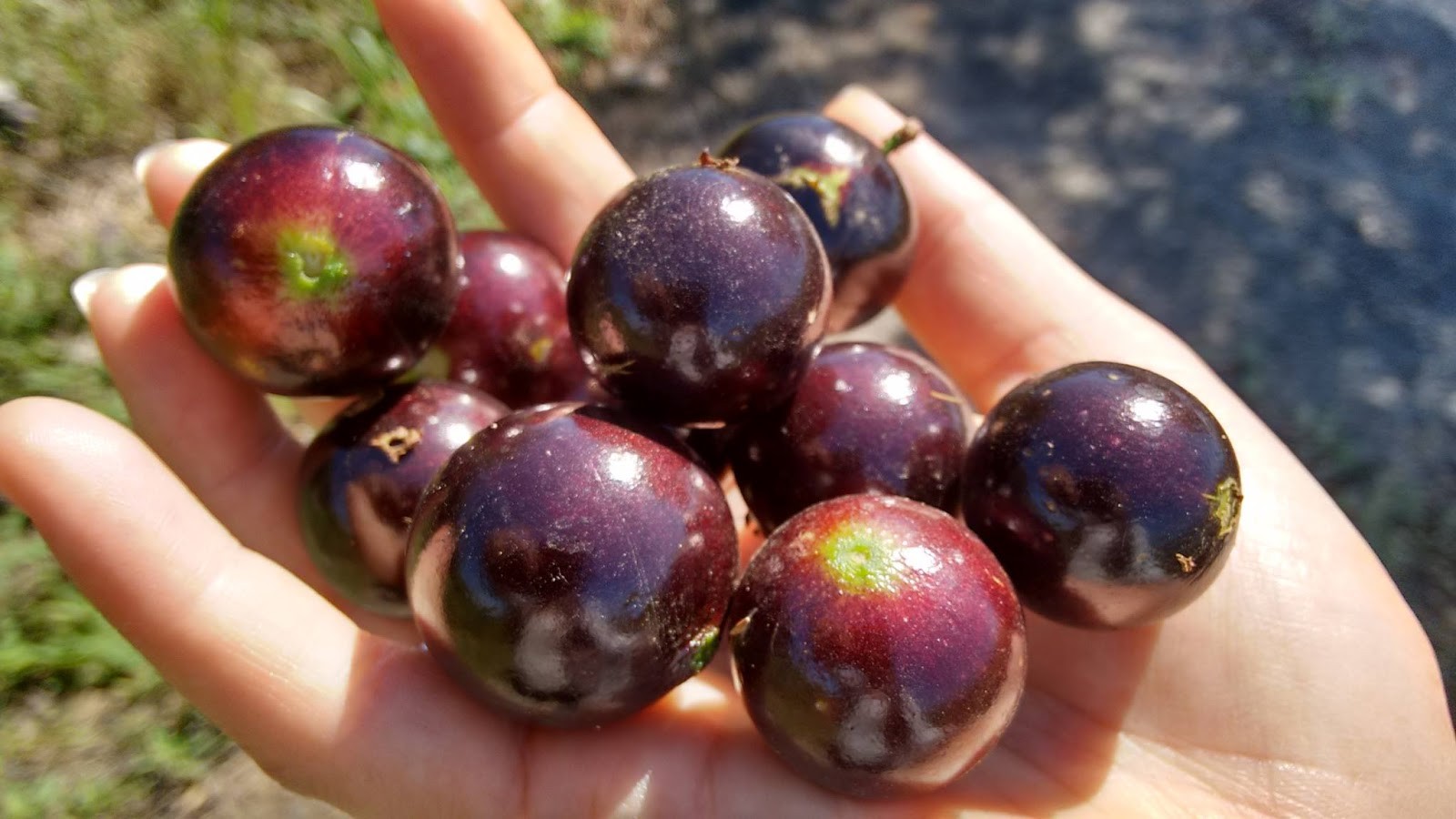 Benefícios da Jabuticaba