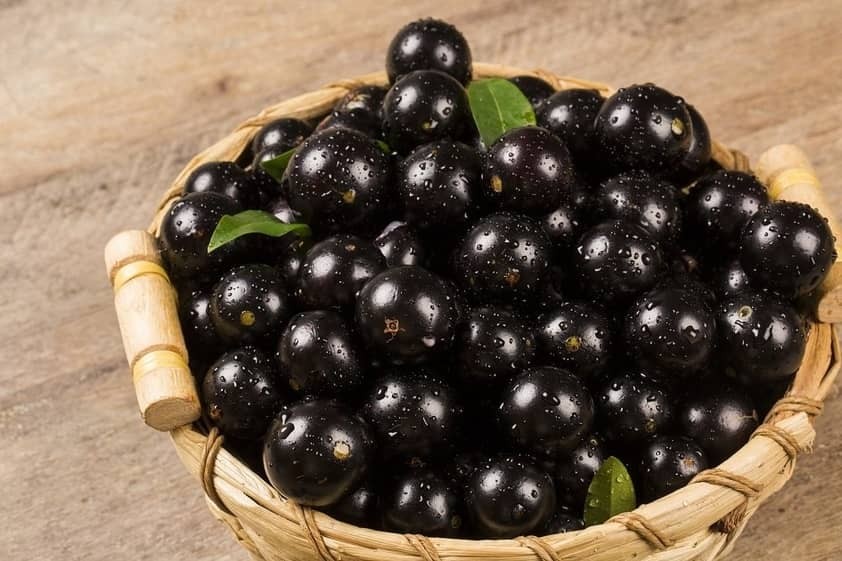 jabuticaba 