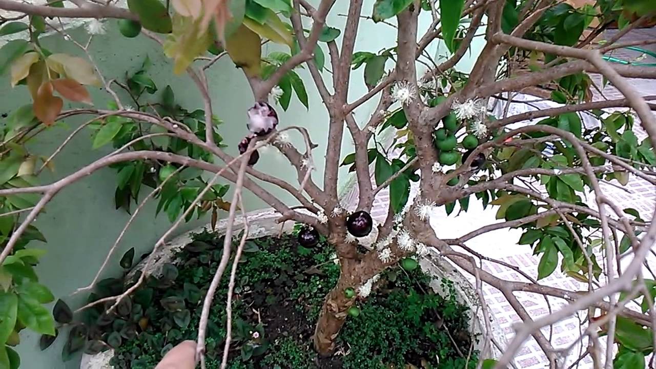 Pé de Jabuticaba 