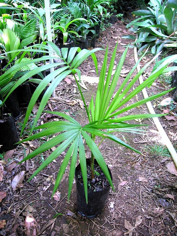 Muda para Replantar 