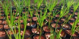 mudas de buriti