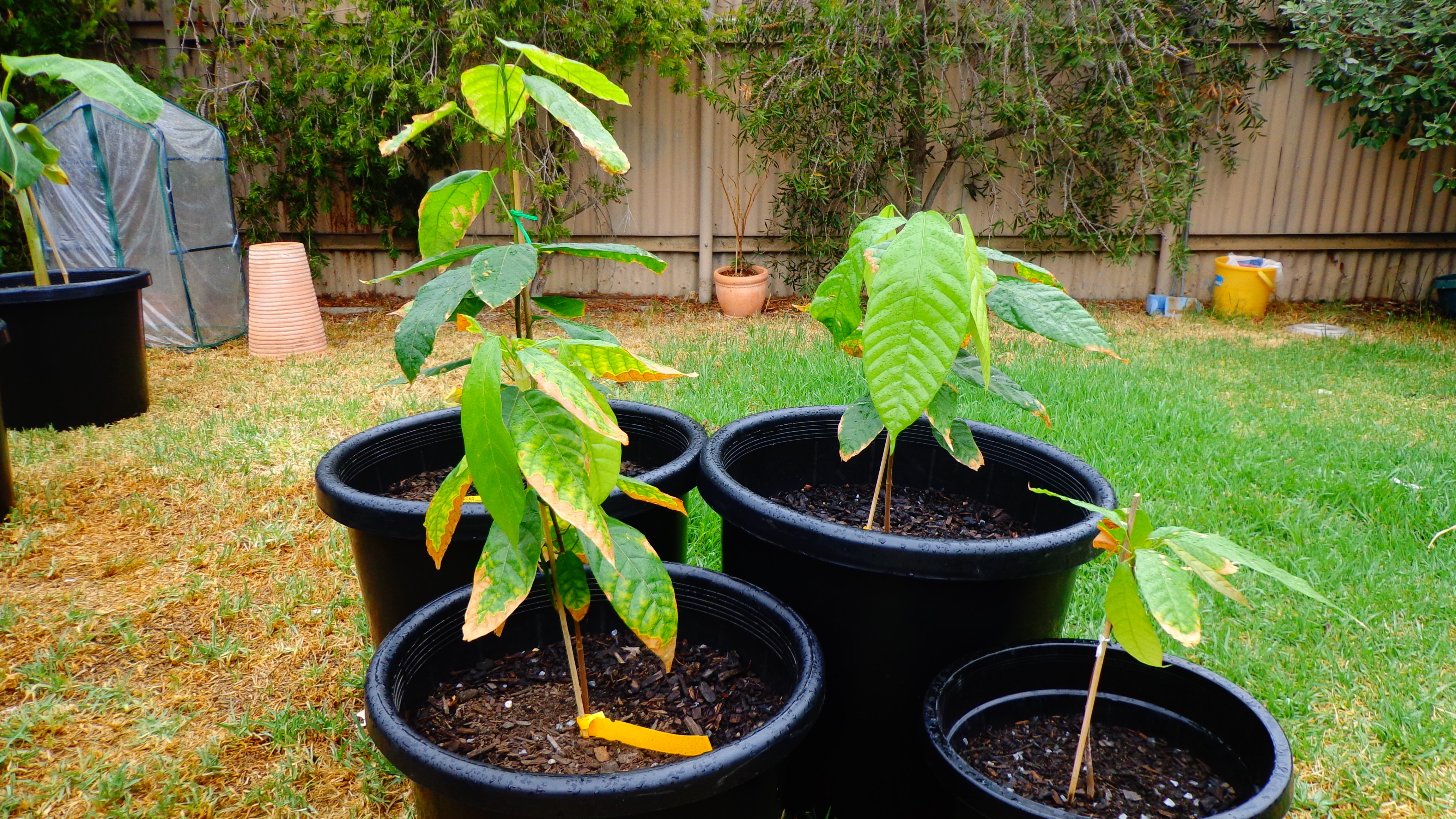 Como Plantar Cacau 