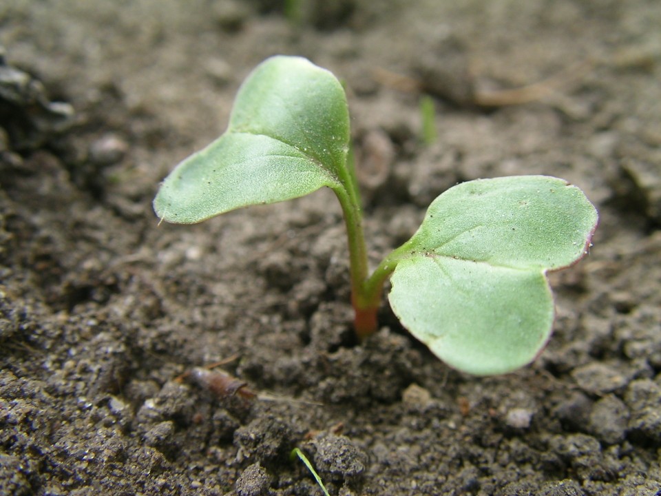 Como Plantar Rabanete