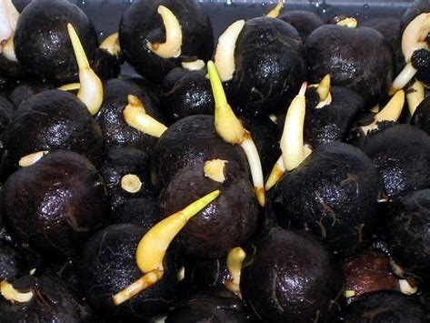 Sementes de Buriti Germinada 