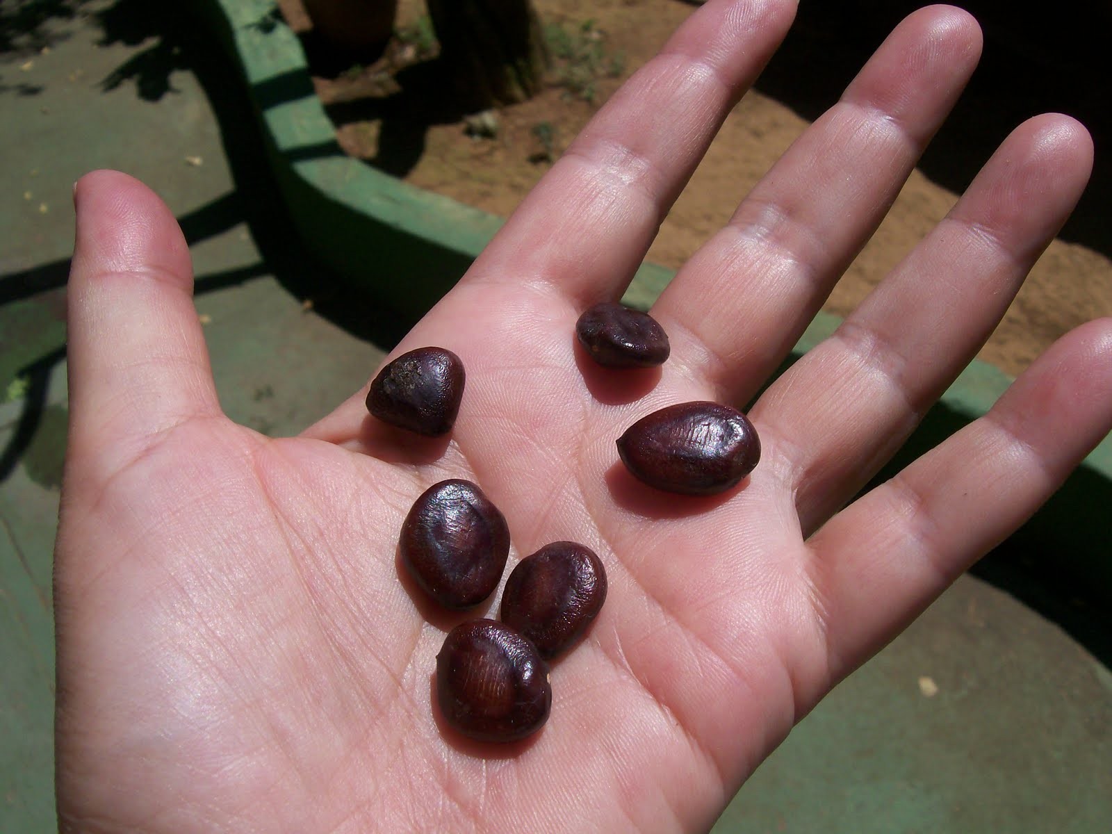 Como Plantar Tamarindo